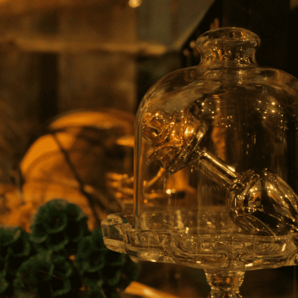 Plug Rose ,fotografiada en una vitrina bajo una cúpula de cristal en plantas bajo una iluminación cálida